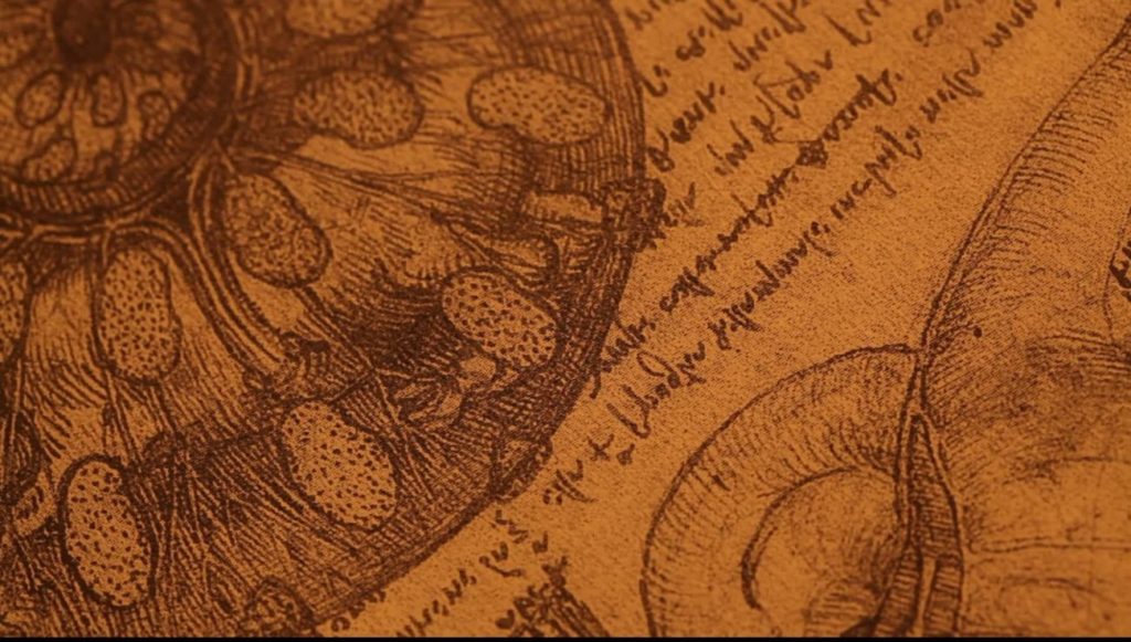 Leonardo da Vinci design anatomy